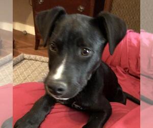 Labrador Retriever-Unknown Mix Dogs for adoption in Yardley, PA, USA