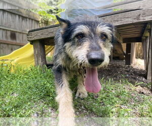 German Shepherd Dog-Unknown Mix Dogs for adoption in Leavenworth, KS, USA