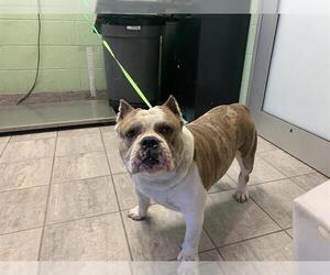 Bulldog-Unknown Mix Dogs for adoption in Grand Prairie, TX, USA
