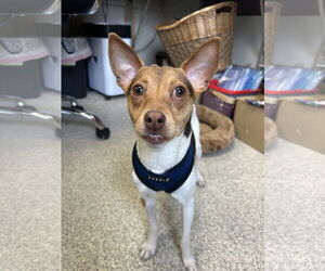 Mutt Dogs for adoption in Lancaster, PA, USA