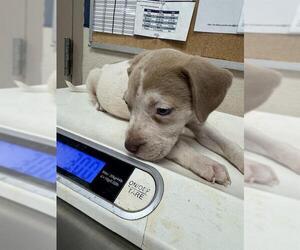American Pit Bull Terrier-Unknown Mix Dogs for adoption in Conroe, TX, USA