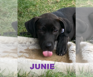 Chocolate Labrador retriever-Unknown Mix Dogs for adoption in Katy, TX, USA