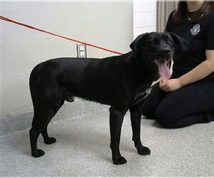 Labrador Retriever-Unknown Mix Dogs for adoption in Pasadena, TX, USA