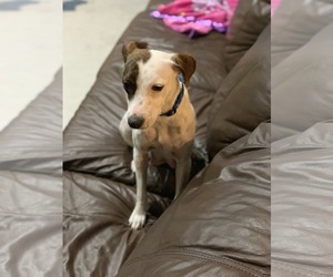 Whippet Dogs for adoption in Sanford, FL, USA
