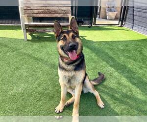 German Shepherd Dog Dogs for adoption in Orange, CA, USA