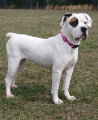 American Bulldog-Unknown Mix Dogs for adoption in Fredericksburg, VA, USA