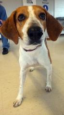 Beagle-Unknown Mix Dogs for adoption in Lake City, FL, USA