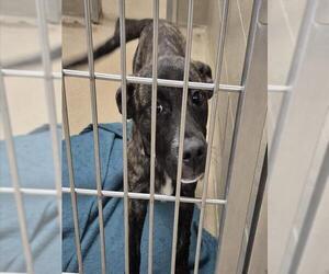 Mutt Dogs for adoption in Decatur, IL, USA