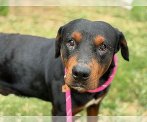 Rottweiler-Unknown Mix Dogs for adoption in Tulsa, OK, USA