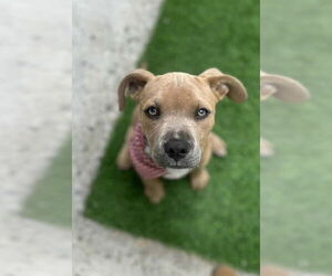 American Pit Bull Terrier-American Staffordshire Terrier Mix Dogs for adoption in San Diego, CA, USA