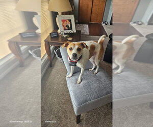 Jack-A-Bee Dogs for adoption in Alexandria, KY, USA