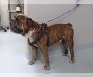 Bulldog Dogs for adoption in Pasadena, TX, USA