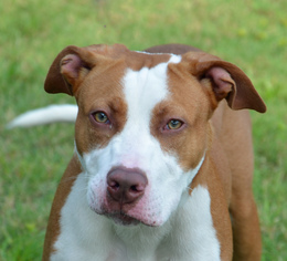 American Pit Bull Terrier Dogs for adoption in Englewood, FL, USA