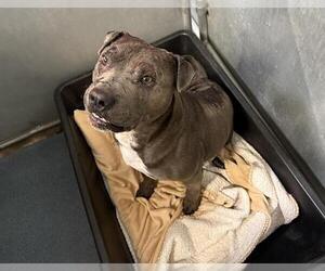 American Pit Bull Terrier Dogs for adoption in HESPERIA, CA, USA