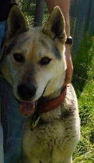 Small Alaskan Husky-German Shepherd Dog Mix