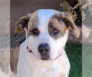 American Staffordshire Terrier Dogs for adoption in Albuquerque, NM, USA
