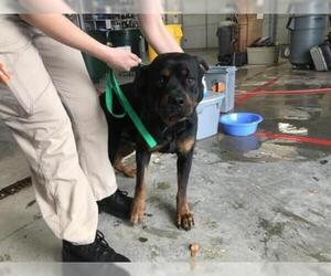 Rottweiler Dogs for adoption in Naples, FL, USA