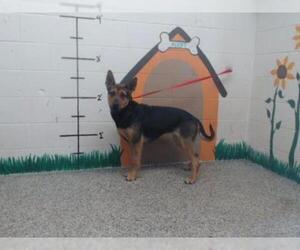 Shepweiller Dogs for adoption in San Bernardino, CA, USA