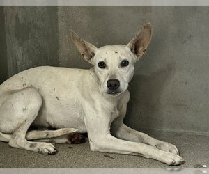 Mutt Dogs for adoption in San Bernardino, CA, USA