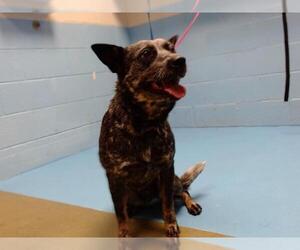 Mutt Dogs for adoption in Moreno Valley, CA, USA