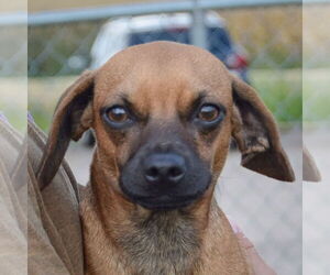 Chiweenie Dogs for adoption in Huntley, IL, USA
