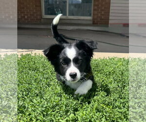 Australian Shepherd-Unknown Mix Dogs for adoption in Sandy, UT, USA