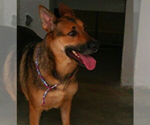 German Shepherd Dog-Unknown Mix Dogs for adoption in Sanford, FL, USA