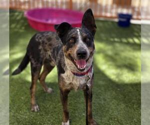 Texas Heeler-Unknown Mix Dogs for adoption in Las Vegas, NV, USA