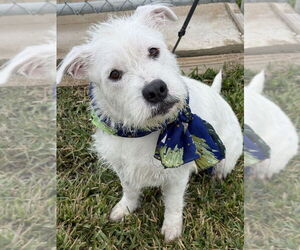 Mutt Dogs for adoption in San Leon, TX, USA