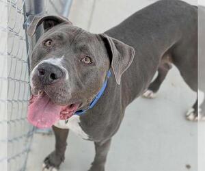 American Pit Bull Terrier-Unknown Mix Dogs for adoption in Las Vegas, NV, USA