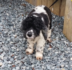 Cocker Spaniel Dogs for adoption in Thomasville, NC, USA