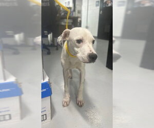 Mutt Dogs for adoption in Temple, TX, USA