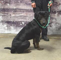 Rottweiler-American Pit Bull Terrier Dogs for adoption in Louisville, KY, USA