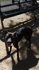 American Pit Bull Terrier-Unknown Mix Dogs for adoption in Tempe, AZ, USA