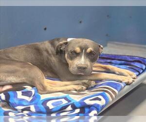Mutt Dogs for adoption in Las Vegas, NV, USA
