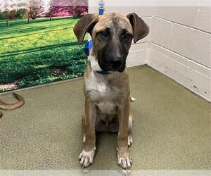Rhodesian Ridgeback-Unknown Mix Dogs for adoption in Moreno Valley, CA, USA