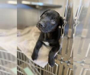 Labrador Retriever-Unknown Mix Dogs for adoption in Chula Vista, CA, USA