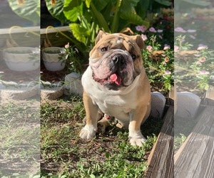 Bulldog Dogs for adoption in Thonotosassa, FL, USA
