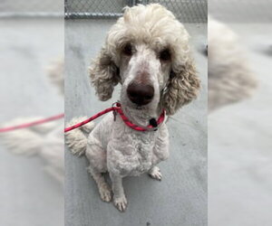 Poodle (Standard) Dogs for adoption in Salinas, CA, USA