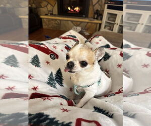 Chihuahua Dogs for adoption in St. Louis Park, MN, USA
