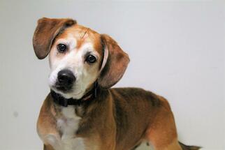 Beagle Dogs for adoption in San Martin, CA, USA