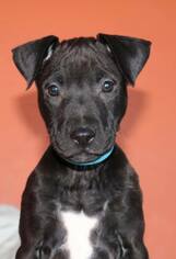 Boxador Dogs for adoption in Clarkston, MI, USA