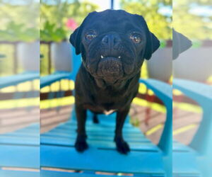 Pug Dogs for adoption in Pacolet, SC, USA