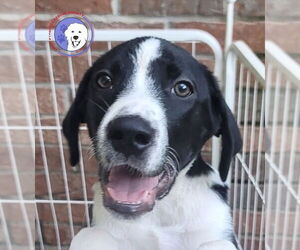 Great Pyrenees Dogs for adoption in Spring, TX, USA