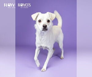 Mutt Dogs for adoption in Sandy, UT, USA