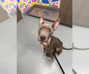 Mutt Dogs for adoption in Baytown, TX, USA