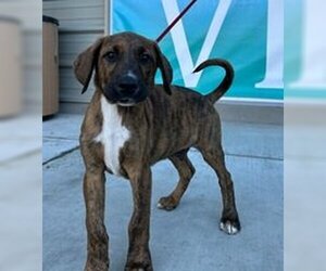 Doberman Pinscher Dogs for adoption in Salinas, CA, USA