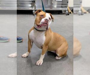 Bulldog Dogs for adoption in Forestville, MD, USA