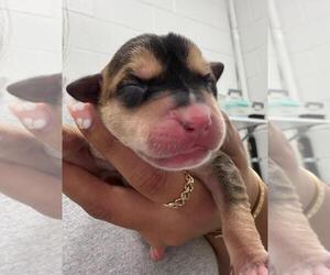 Black Mouth Cur-Unknown Mix Dogs for adoption in Salisbury, NC, USA