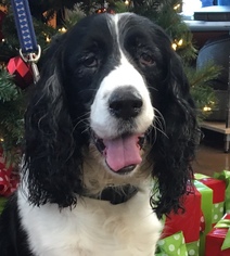 English Springer Spaniel-Unknown Mix Dogs for adoption in Issaquah, WA, USA